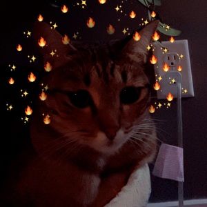 Meet your Posher, Piper